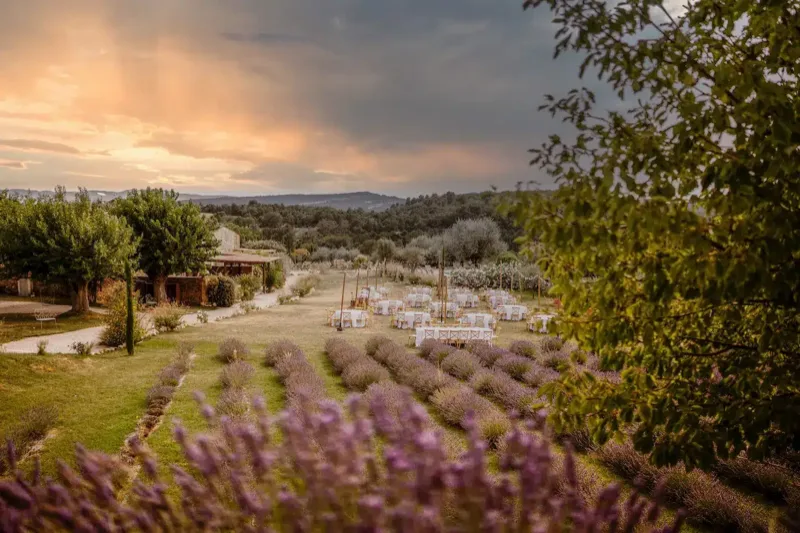 Champ de lavande au crépuscule, au Clos du Tuilier