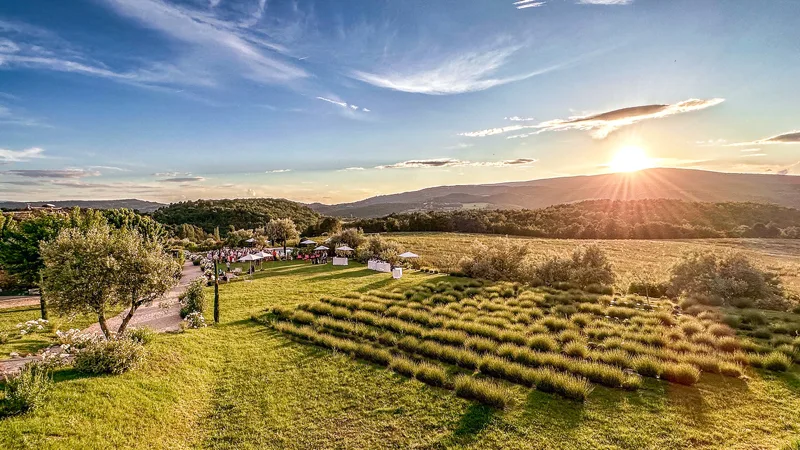 Panorama sur les rangs de lavande et le mas, au soleil couchant, au Clos du Tuilier