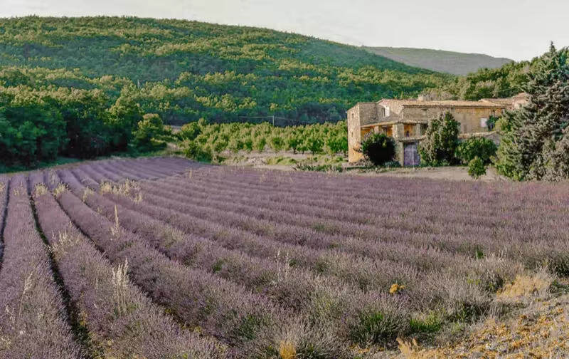 Champs de lavande devant le Hameau de l'Esperelle