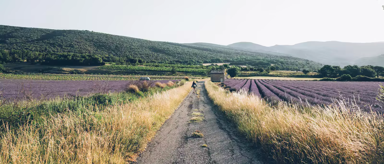 La route entre les champs de lavande, au Mas de Florette